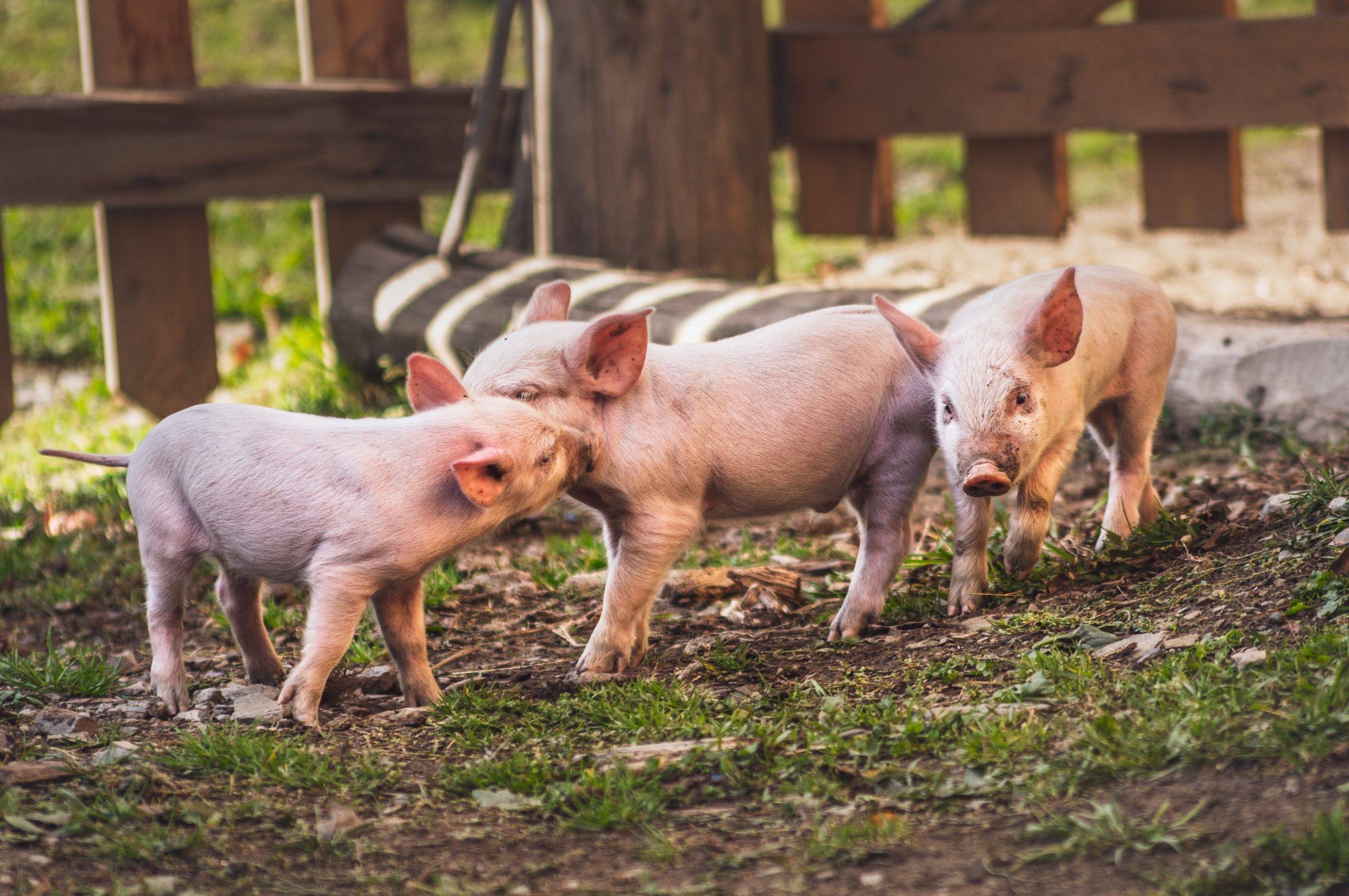 What the story of the “Three Little Pigs” can teach us about hosting