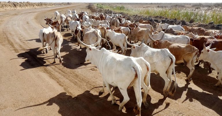 Supporting animal & human health surveillance with the SEGA - One Health program