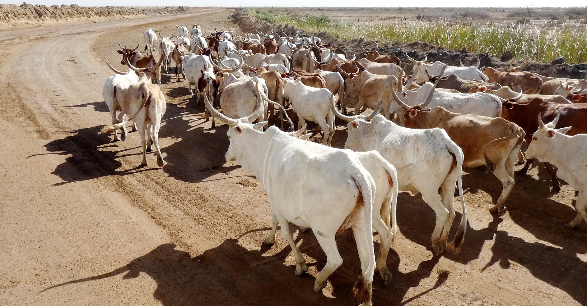 Supporting animal & human health surveillance with the SEGA – One Health program